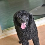 바비/푸들/<b>여아</b>/2살/4.3kg        *구조된 아이들 중에...