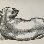 [강아지] 내 귀요미~