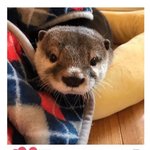 [댓글부탁해] 자기 닮은 동물 덕후된 아이돌