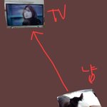 [ㅋㅋㅋㅋㅋ] 우리집고양이 왜 <b>티비</b>보고있냐
