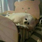 [댓글부탁해] 너넨 개고기 <b>찬성</b>해?