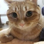 [고양이] 본격적인 고양이자랑6