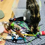 [고양이] 나는 <b>로저</b>, 직업은 고양이7