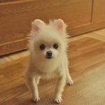 <b>심바</b>/포메라이언/남아(중성화완료)/5-6살/3.5kg