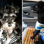 [입양강아지] 어머니 빈자리 채워준 입양강아지 '개그독', '깐지와...