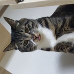 [고양이] 냥냥이 나의 고양이