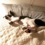 [강아지] 2키로 찍은 우리 제이! 또 놀러왔어요~