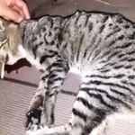 [꼭봐주세요] 대구에서 <b>보안업체</b> 직원이 길고양이 죽인사건 아시나요...