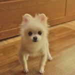 <b>심바</b>/포메라이언/남아(중성화완료)/5-6살/3.5kg