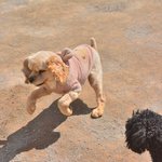 <b>니엘</b>/코카스파니엘/남아(중성화완료)/3-4살 추정/5.5kg