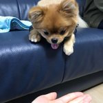 (끌올)강아지 좋아하거나 저번 최시원 반려견 사건에 관심있었던 친구들...