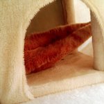 [고양이] 본격적인 고양이자랑7