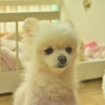 <b>심바</b>/포메라이언/남아(중성화완료)/5-6살/3.5kg