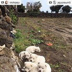 제주도 당근밭에서 새끼 강아지들을 다섯마리나 구조했어요!