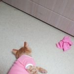 [고양이] 고양이한테 옷 입혀봄