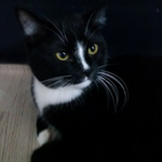 [고양이] 말썽장이  아빠냥