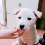 [이삐] 오늘 <b>댕댕이</b> 왔당