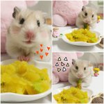 [간단한요리] 핑구랑 사는 자취녀의 집밥, 일상6