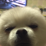 [드루와] <b>강아지</b> <b>이</b>불곡에서 자는데