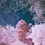 벚꽃 배경<b>화면</b> 풀고가자