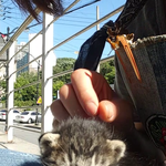 [고양이] 내친구 고양이티버