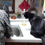 [고양이] 올블랙냥..따지.살림꾼 <b>수업</b>중..