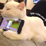 요런 냥이 하나 키우고싶네요ㅎ