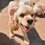 <b>니엘</b>/코카스파니엘/남아(중성화완료)/3-4살 추정/5.5kg