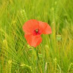 [꼭봐주세요] 4월의 봄바람을 타고 온 '신천지에 빠진 사람들'의...