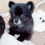 [추반] 립 추반 좀 ㅠㅠ
