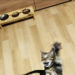 [고양이] 나는 <b>로저</b>, 직업은 고양이8