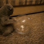 '냥이 액<b>체설</b>' 끝판왕