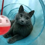 [러블리라<b>러블</b>]캣터널 무한 애정냥