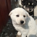 도그퐈 인데. 1살 <b>미만</b> 견.