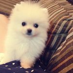 [강아지포도] 흔녀와 <b>포도</b>의 일상11탄(수정)