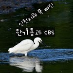신천지에 포옥~ 빠진 사람들, 알고보니  한기총과 <b>CBS</b>