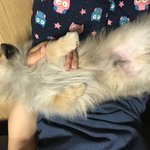 [강아지] 강아지 자는 모습을 공유해요(+추가)