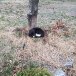 [댓글부탁해] 울학교 고양이 졸귀야 ㅠㅠㅠ