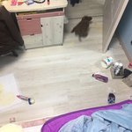 [강아지] 우리댕댕이사고쳐놓고<b>도망</b>감