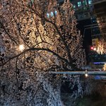 집가는길 <b>벚꽃나무</b> 오지지않냐