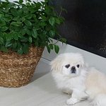 [드루와] 우리 강아지 볼래? 기분좋아져