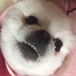[드루와] 오늘 날씨에 후드티 애<b>반가</b>