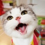 청<b>혼행</b> 언눙
