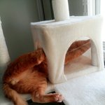 [고양이] 본격적인 고양이자랑8