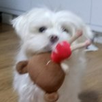 [추반] 얘들아 엄마가 만든 카레<b>소스</b>에