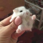 [<b>매콤</b>이액게] 얘네 화 내는 거 재미있다고ㅋㅋ
