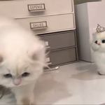 우리언니 조카웃김ㅋㅋㅋㅋㅋ