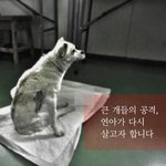 <b>큰개</b>들의 공격, 연아는 다시 일어설 수 있을까요