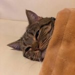 [드루와] 일본 농수산물 <b>수입</b>제한 청원 도와줘ㅠㅠ!