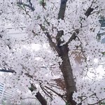 벚꽃 보고 왔음